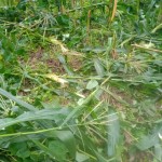 बँदेल र बाँदरबाट बाली जोगाउन किसानलाई मुस्किल